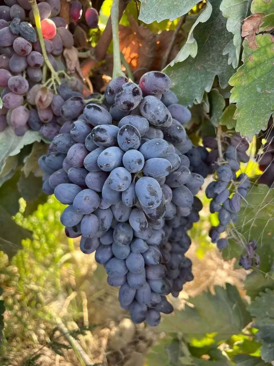 Gara Kişmiş klassiki sort