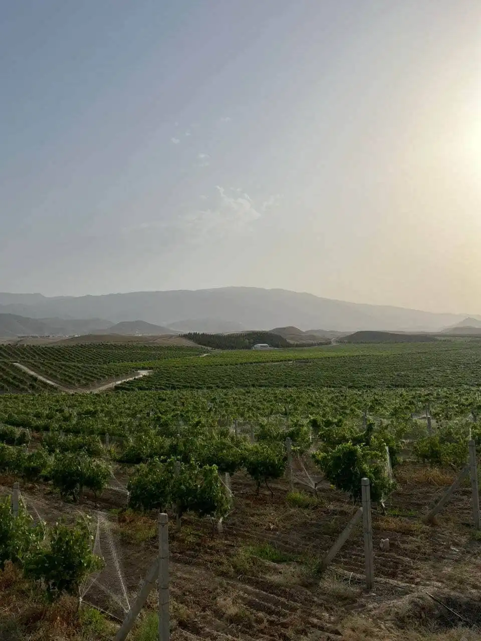 Grapes on the vineyard