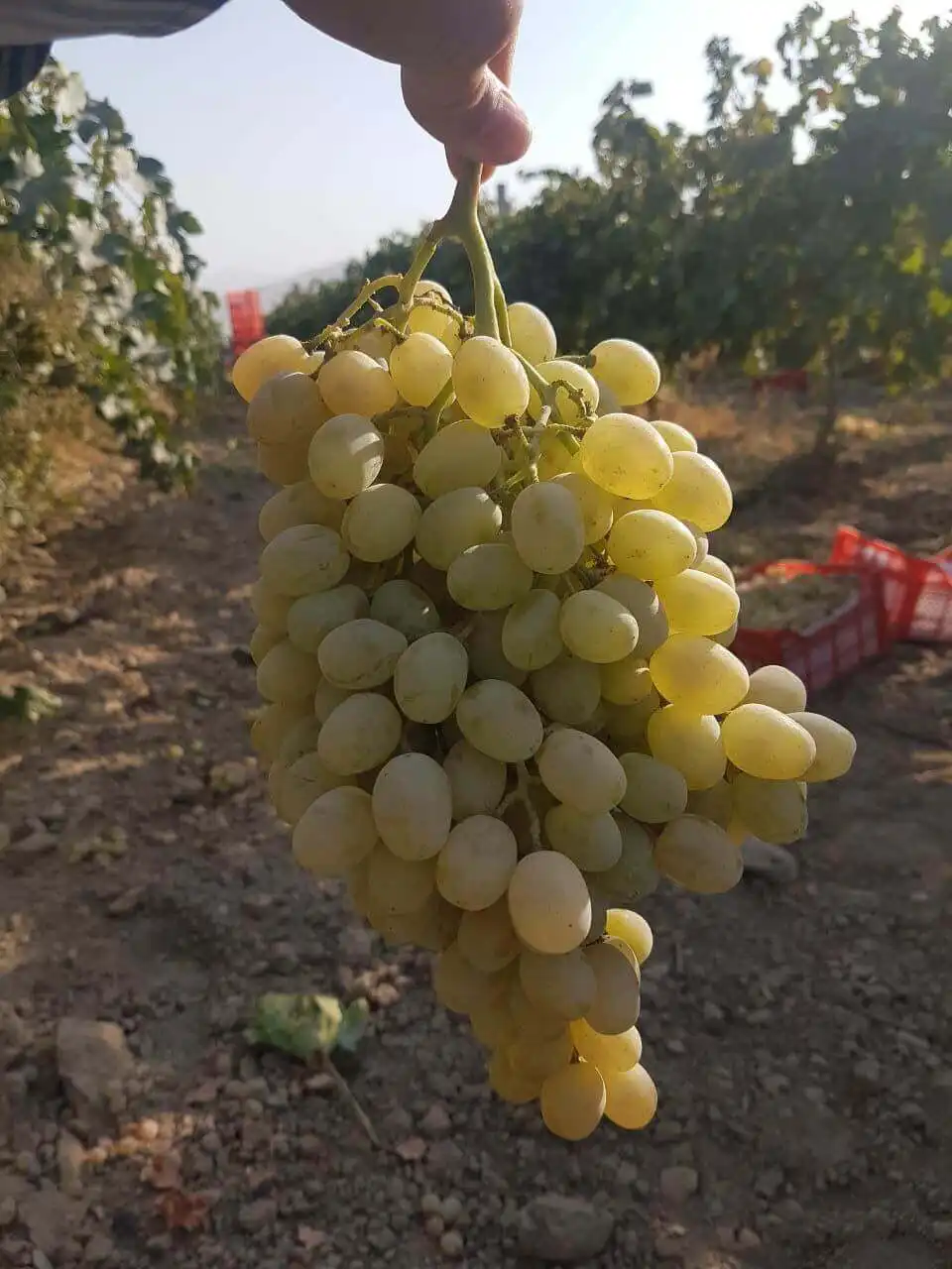 Iň bişen wagtyndaky hasyl