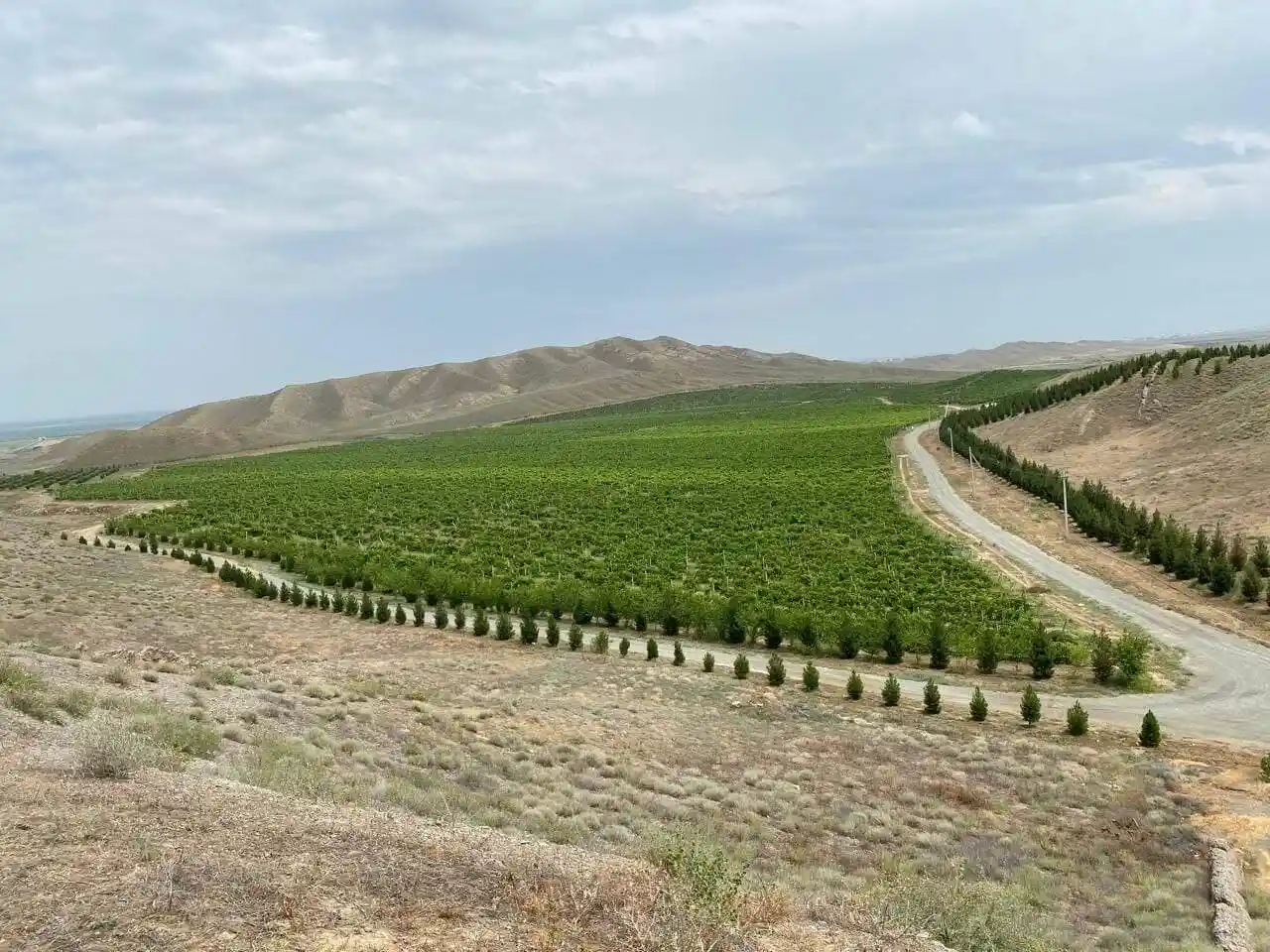 2026-njy ýyl üçin premium üzüm we gara kişmiş